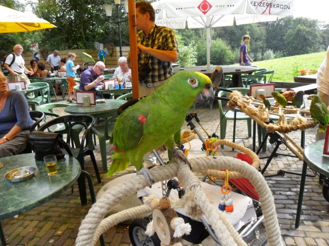 2011-08-21 Kralingsebos